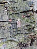 Image of Agonopterix curvilineella Beutenmüller 1889