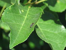 Sivun Hylaeus leptocephalus (Morawitz 1870) kuva