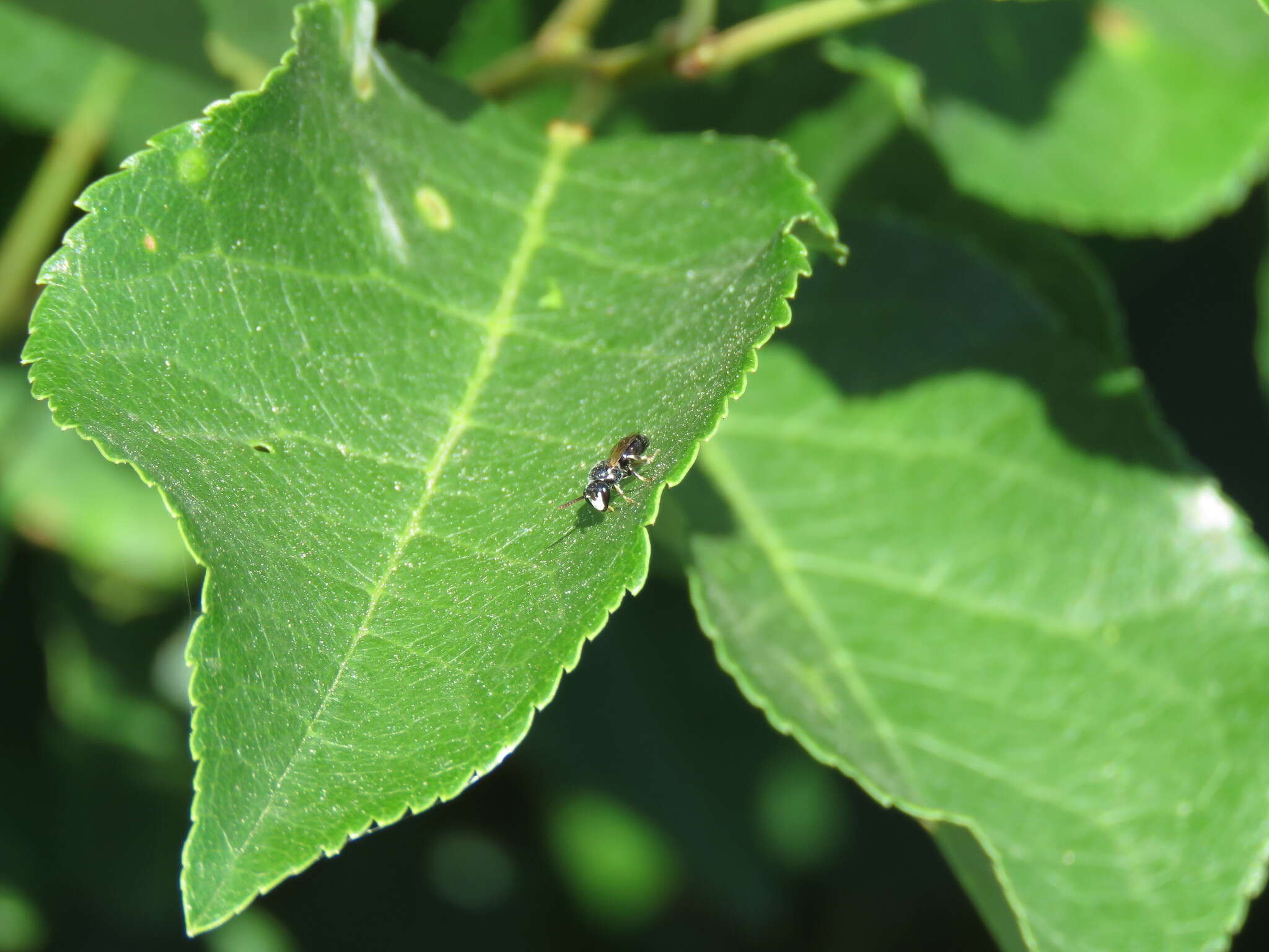 Imagem de Hylaeus leptocephalus (Morawitz 1870)