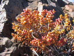 Image of Crassula rupestris subsp. commutata (Friedr.) Tölken