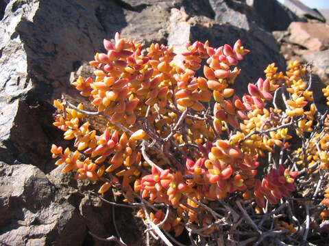 Image of Crassula rupestris subsp. commutata (Friedr.) Tölken