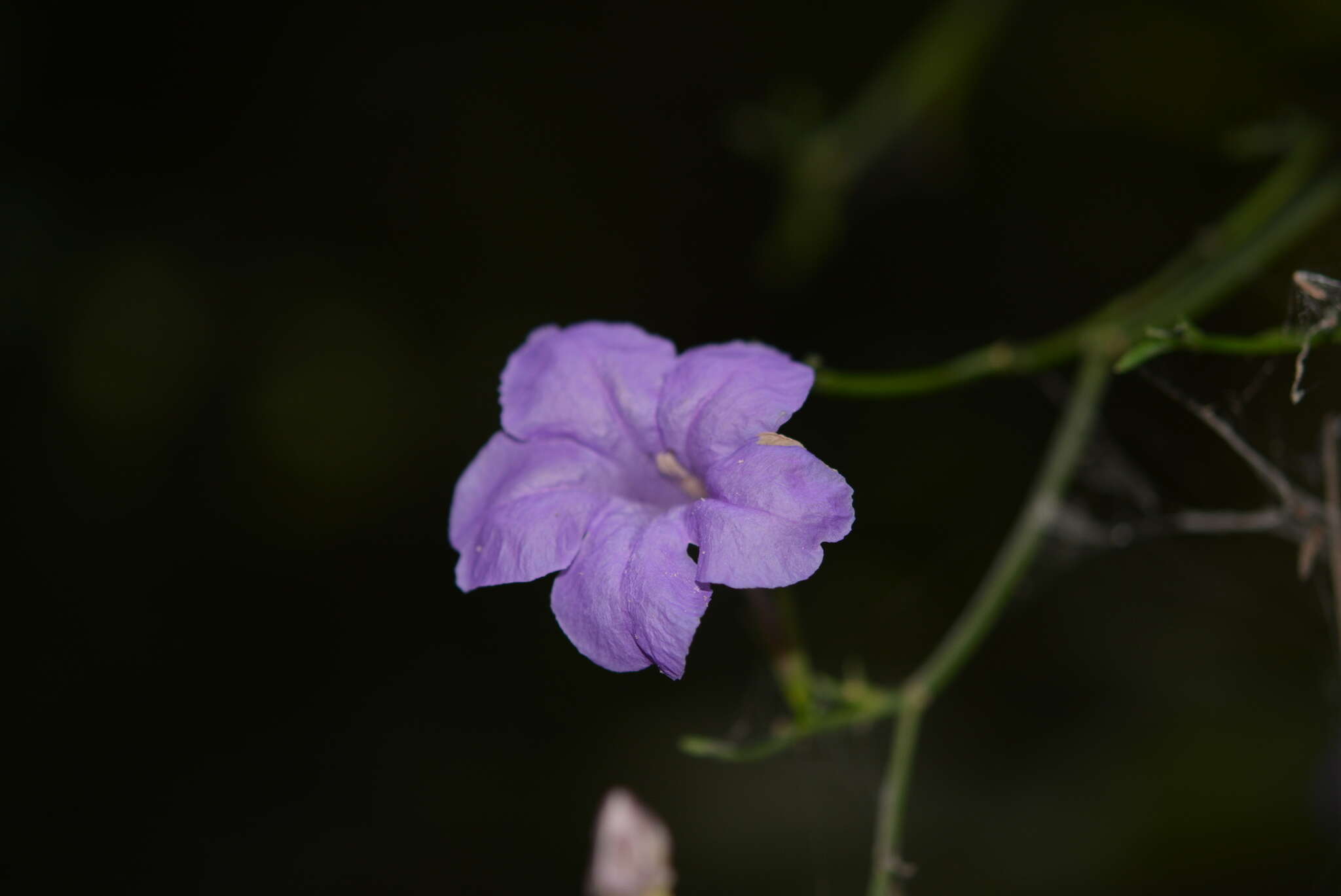 صورة Ruellia matagalpae Lindau