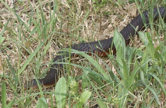 Image of Lowland copperhead