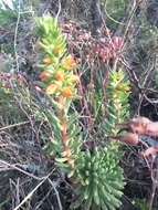 Image of Echeveria quitensis (Kunth) Lindley