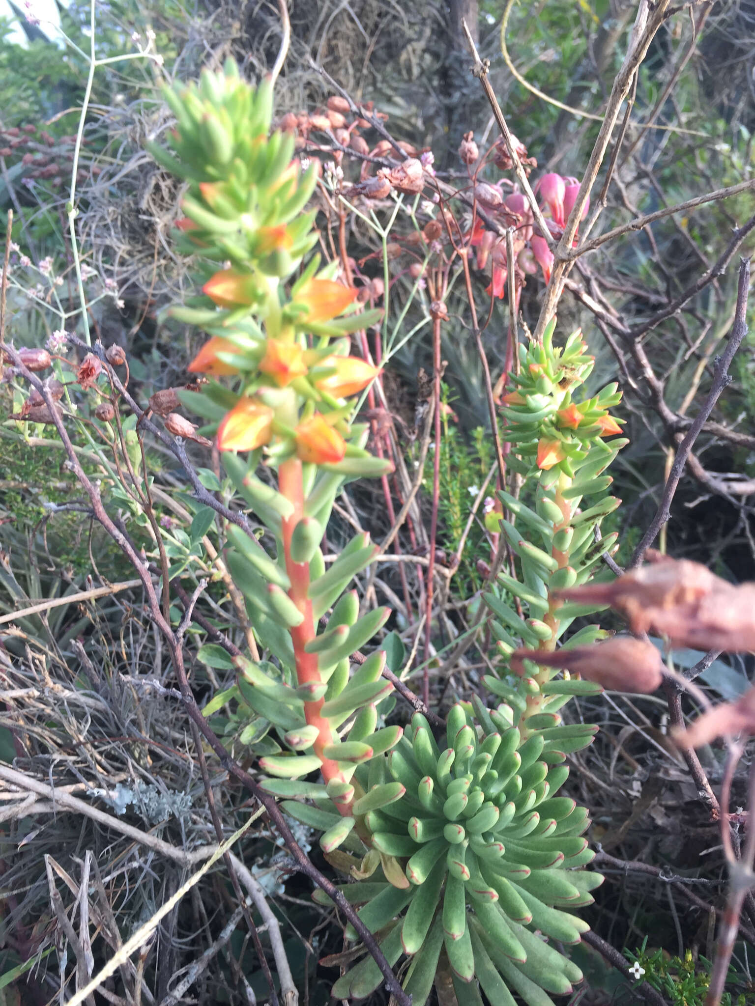 Image of Echeveria quitensis (Kunth) Lindley