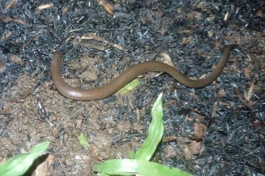 Image of Linnaeus' Writhing Skink