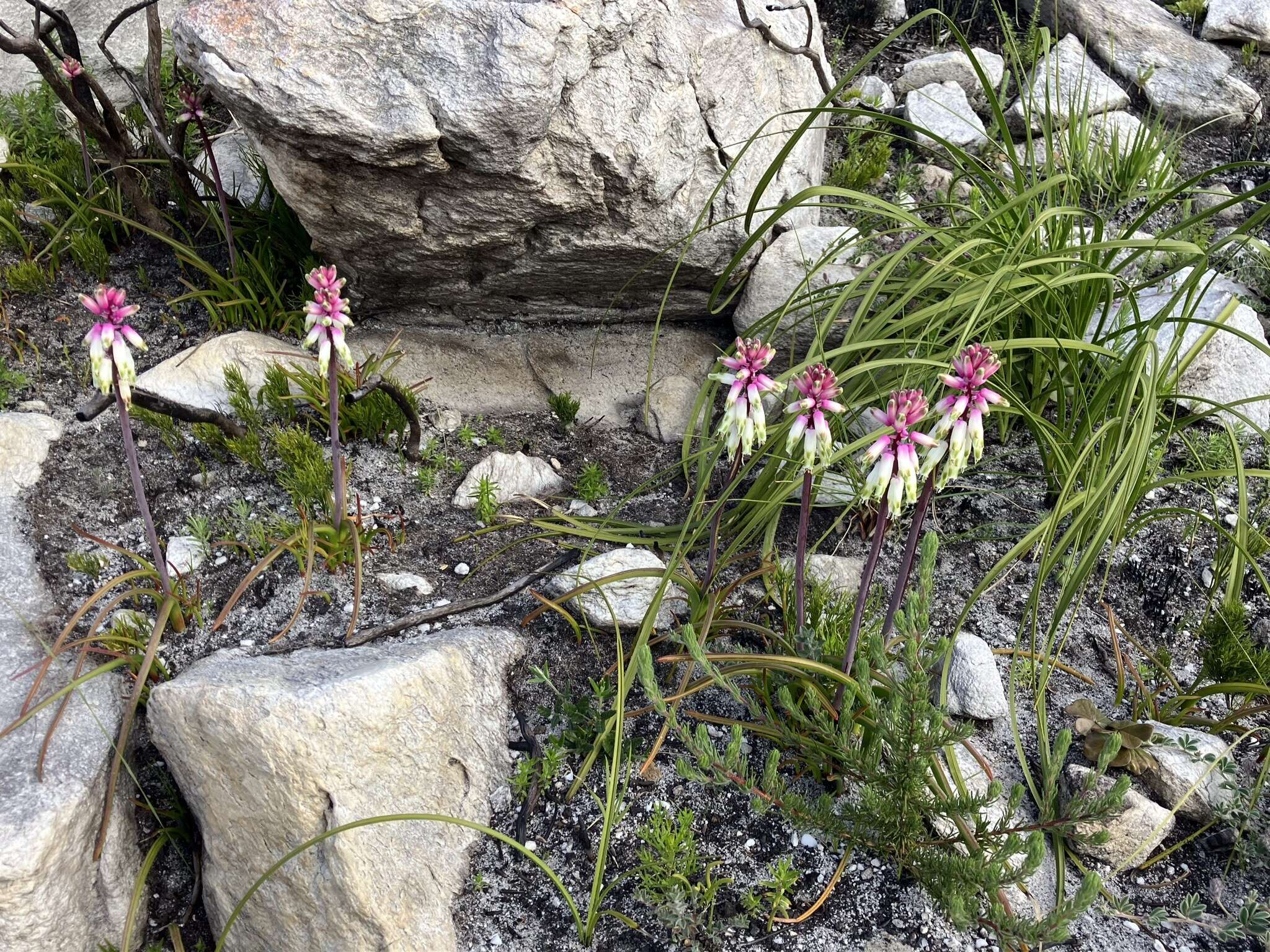 Imagem de Lachenalia sargeantii W. F. Barker