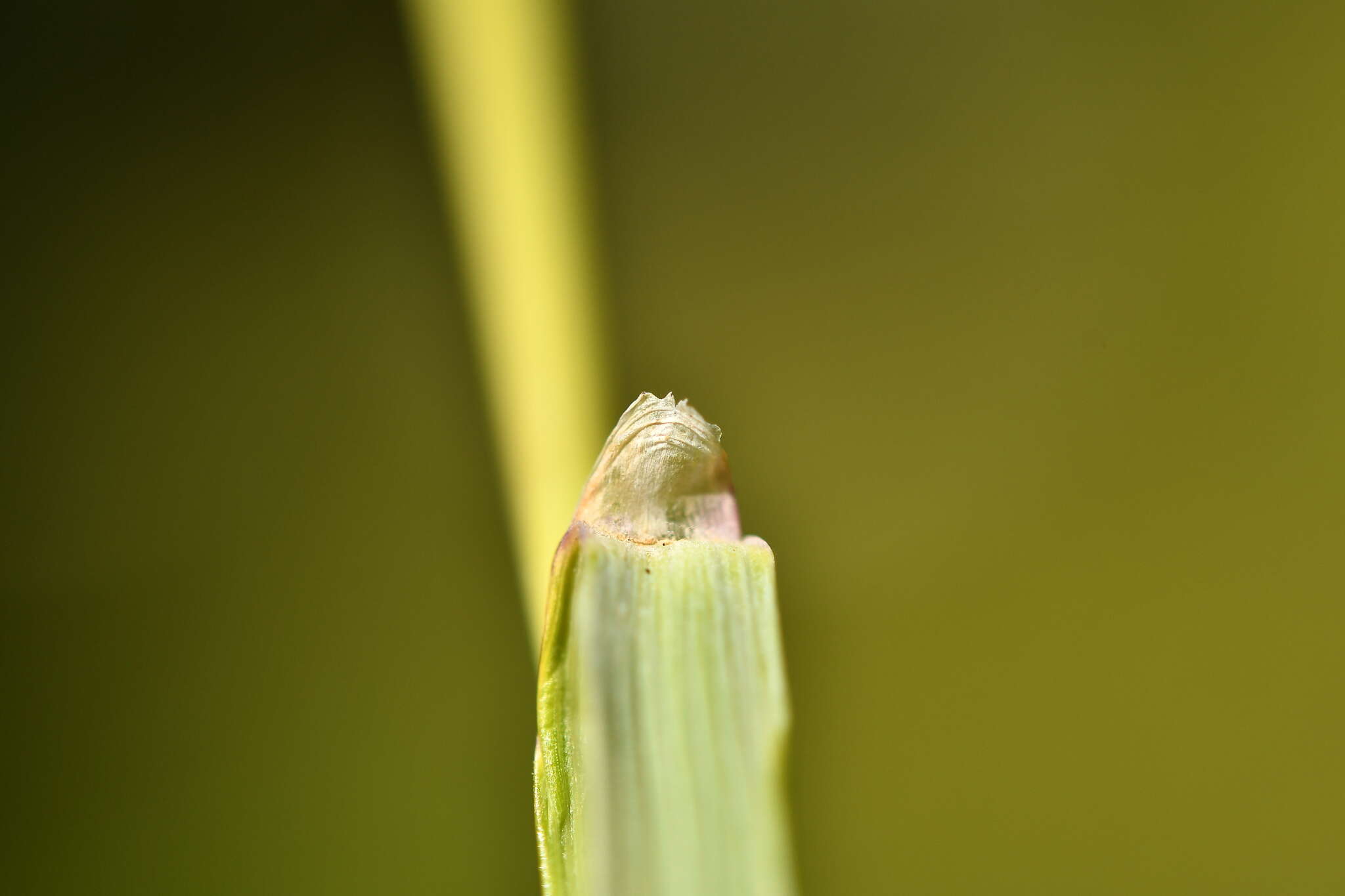 Image of Festuca paniculata (L.) Schinz & Thell.