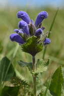 Dracocephalum grandiflorum L. resmi