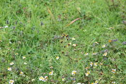 Image of Tagetes coronopifolia Willd.