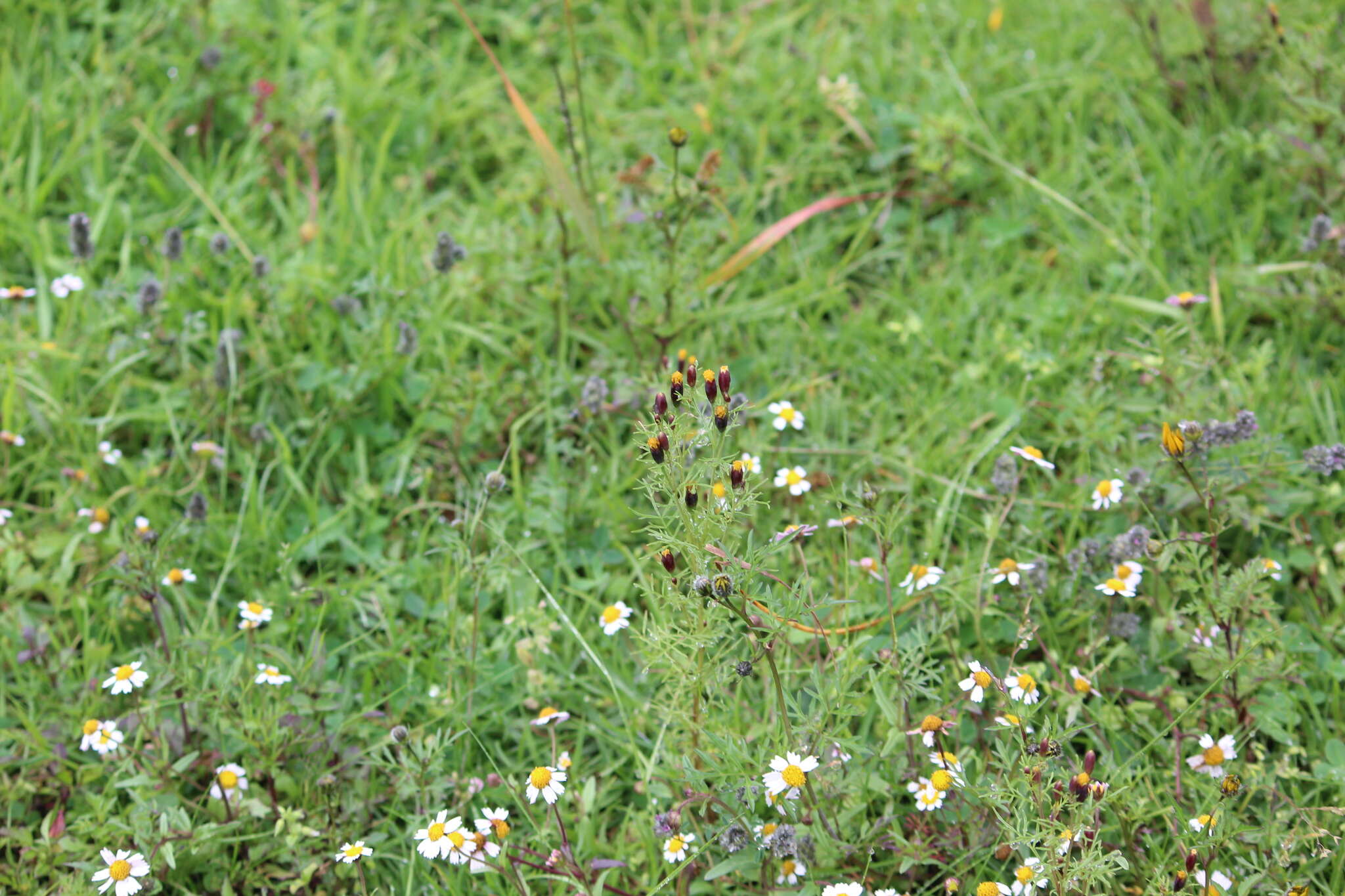 Tagetes coronopifolia Willd. resmi