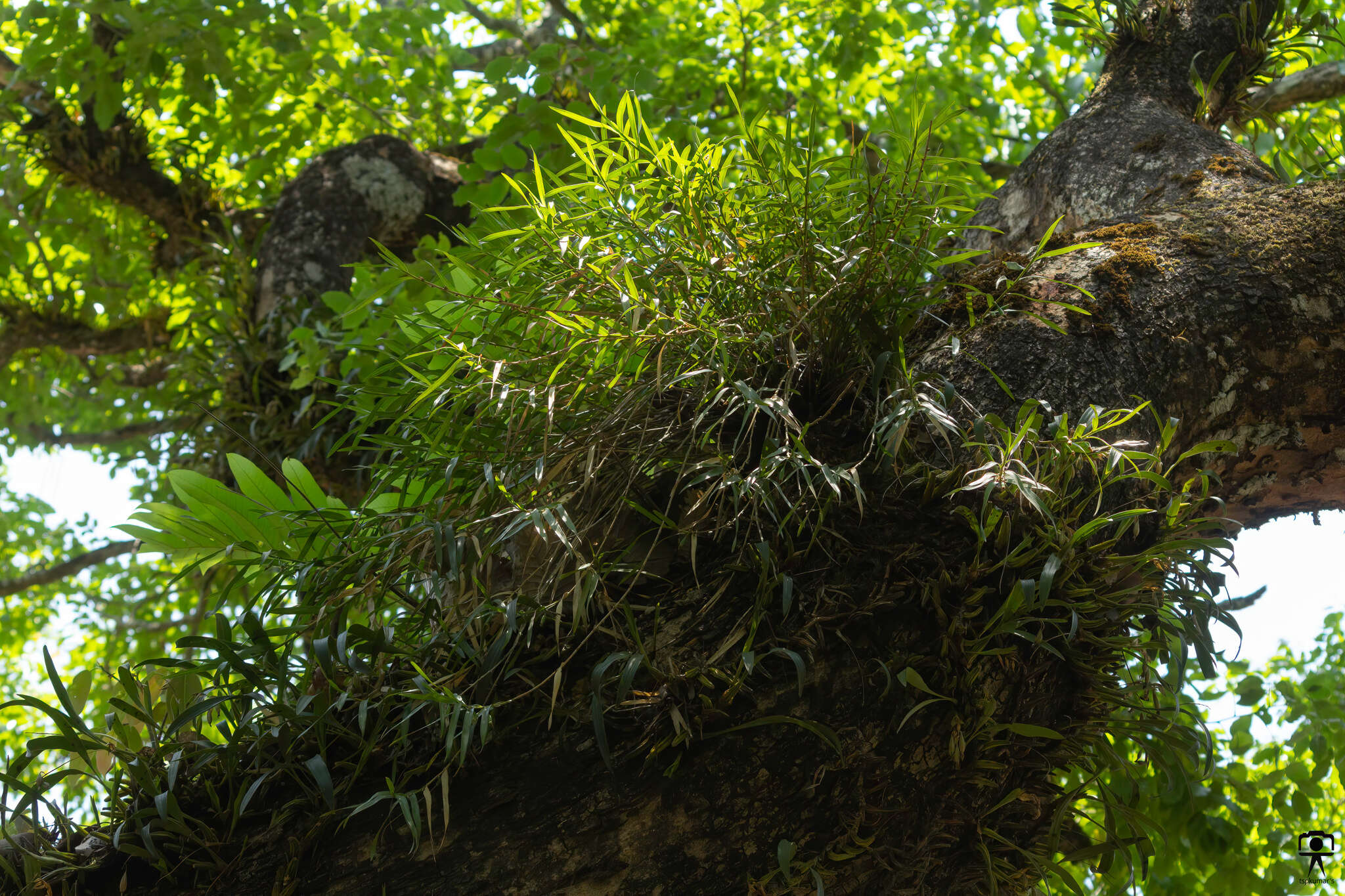 Слика од Dendrobium salaccense (Blume) Lindl.