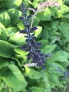 Imagem de Salvia forskaehlei L.