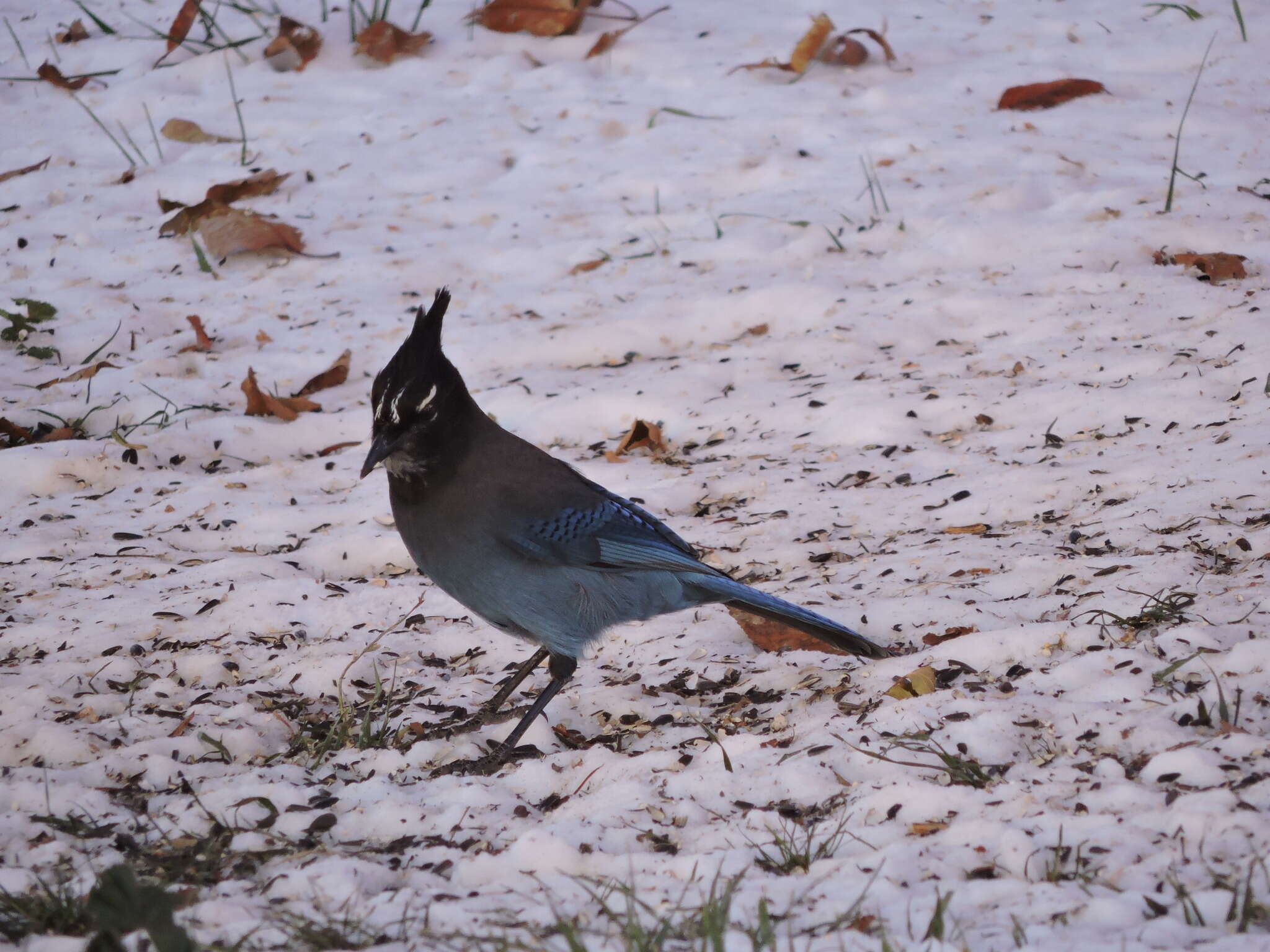 Image of Steller's Jay