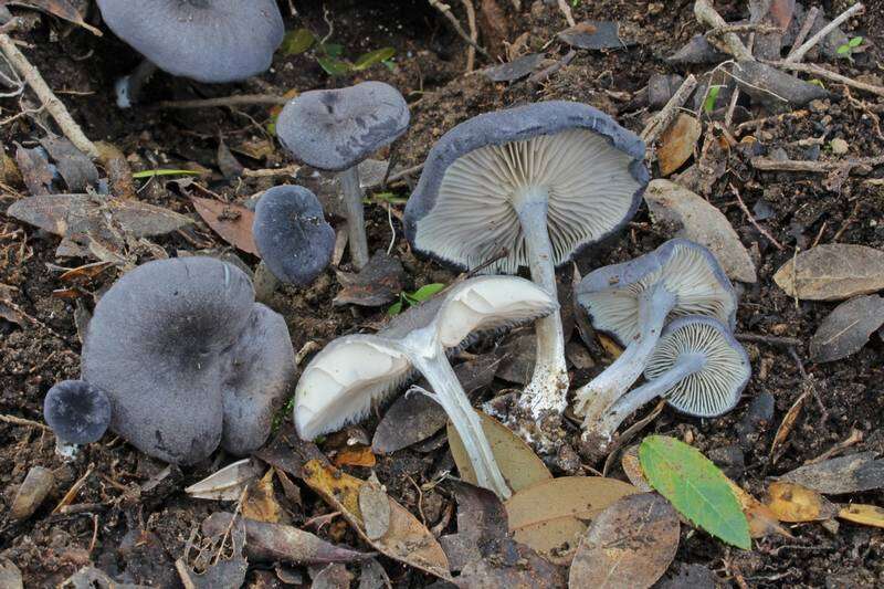 Image of Entoloma mougeotii (Fr.) Hesler 1967