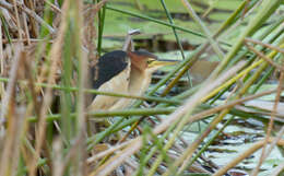 Image of Australian Little Bittern