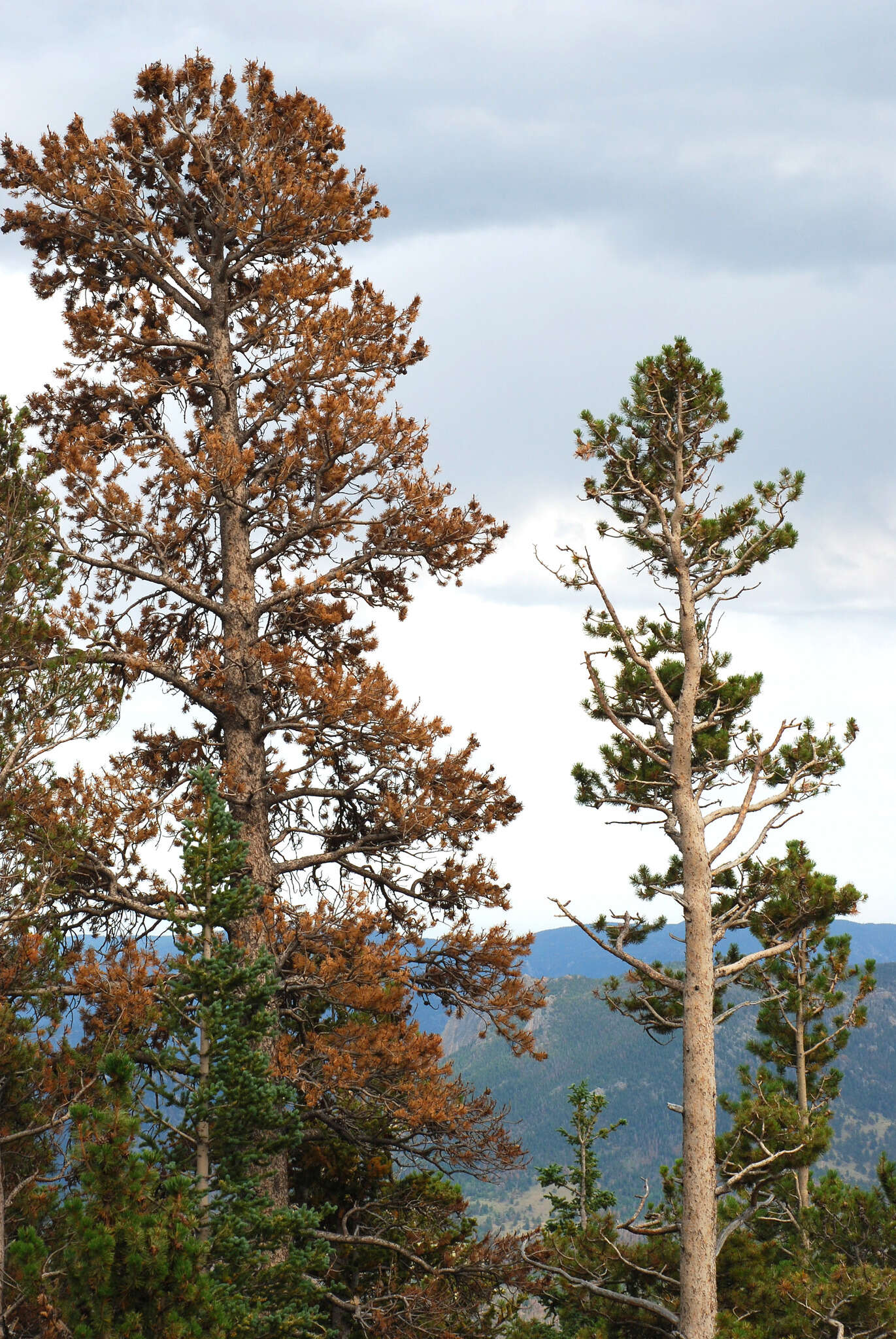 Image of Pinus contorta var. latifolia Engelm.