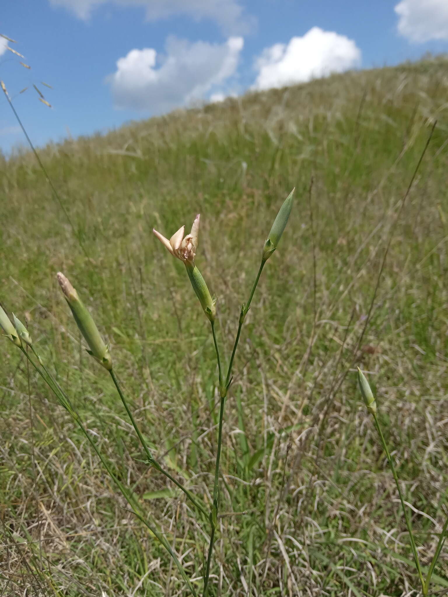 Image of Dianthus monadelphus subsp. pallens (Smith) Greuter & Burdet