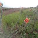 Imagem de Oenothera ravenii W. Dietrich