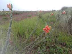 Plancia ëd Oenothera ravenii W. Dietrich