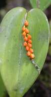 Image of Pleurothallis truncata Lindl.