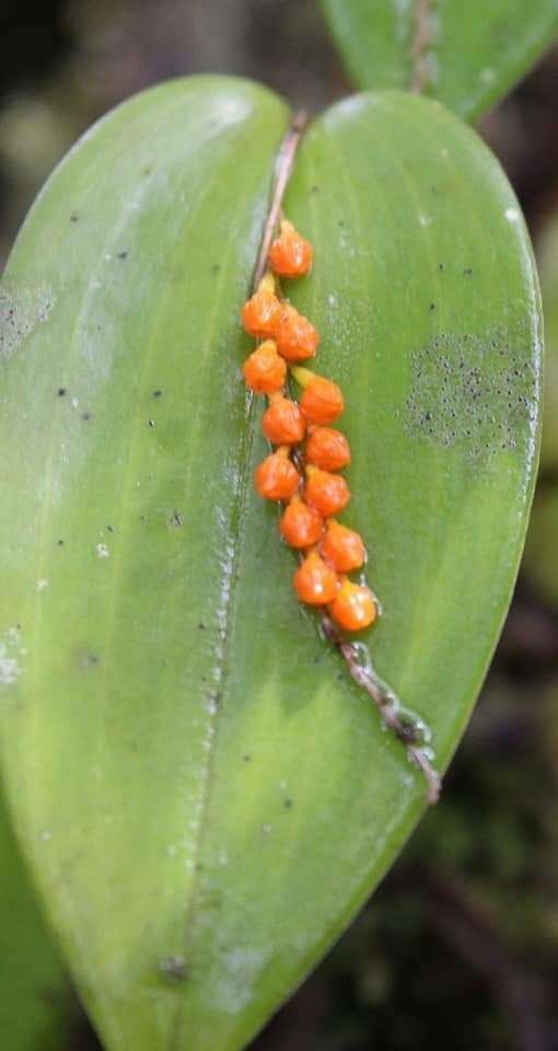 Image of Pleurothallis truncata Lindl.