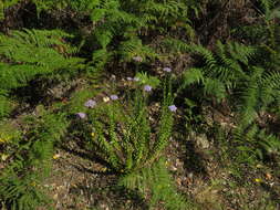 Image of Pseudoselago serrata (P. J. Bergius) O. M. Hilliard