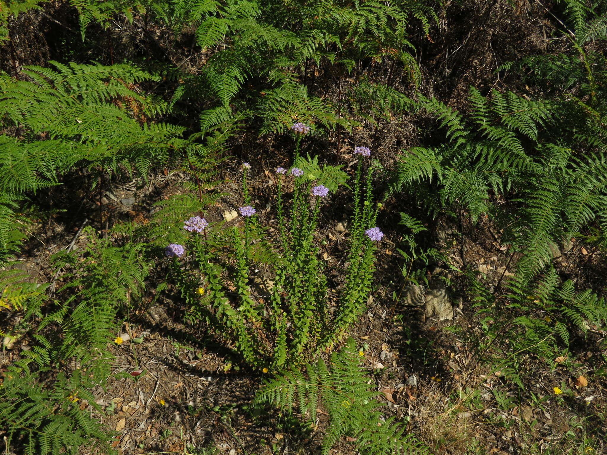 Image of Pseudoselago serrata (P. J. Bergius) O. M. Hilliard