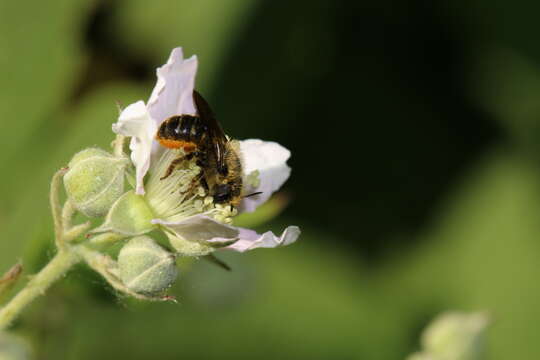 Image de Osmia leaiana (Kirby 1802)