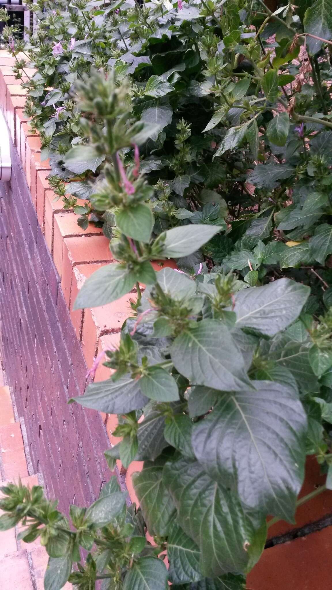 Image of Purple ribbon bush