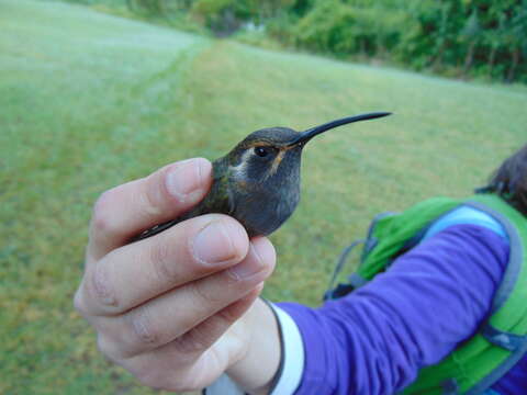 Image of Amethyst-throated Hummingbird