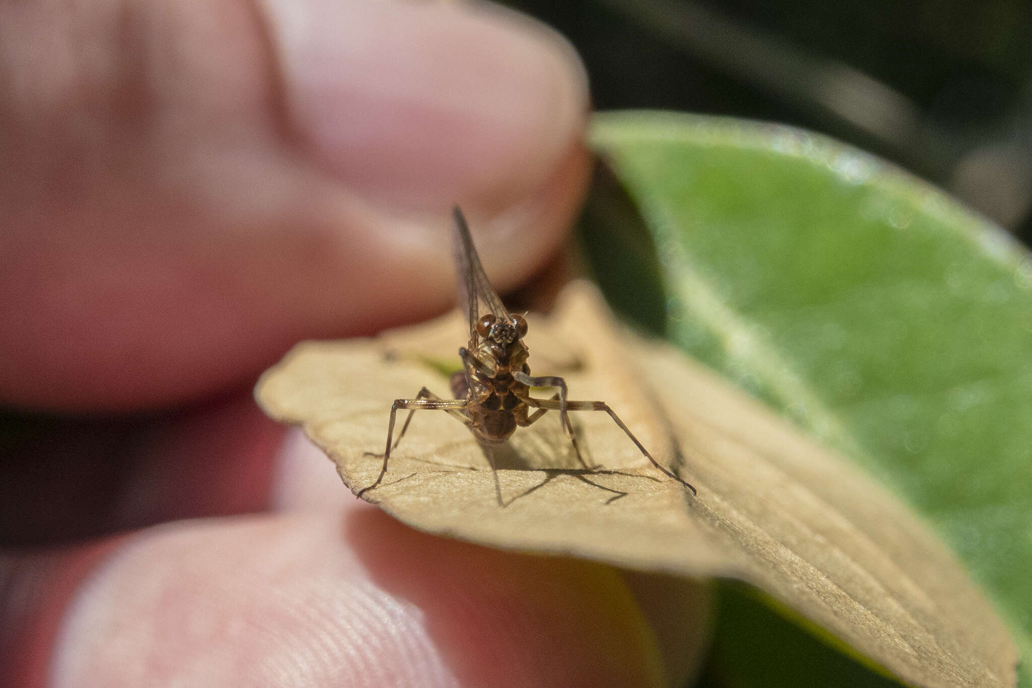 Image de Nesameletidae