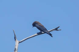 Image of Little Woodswallow