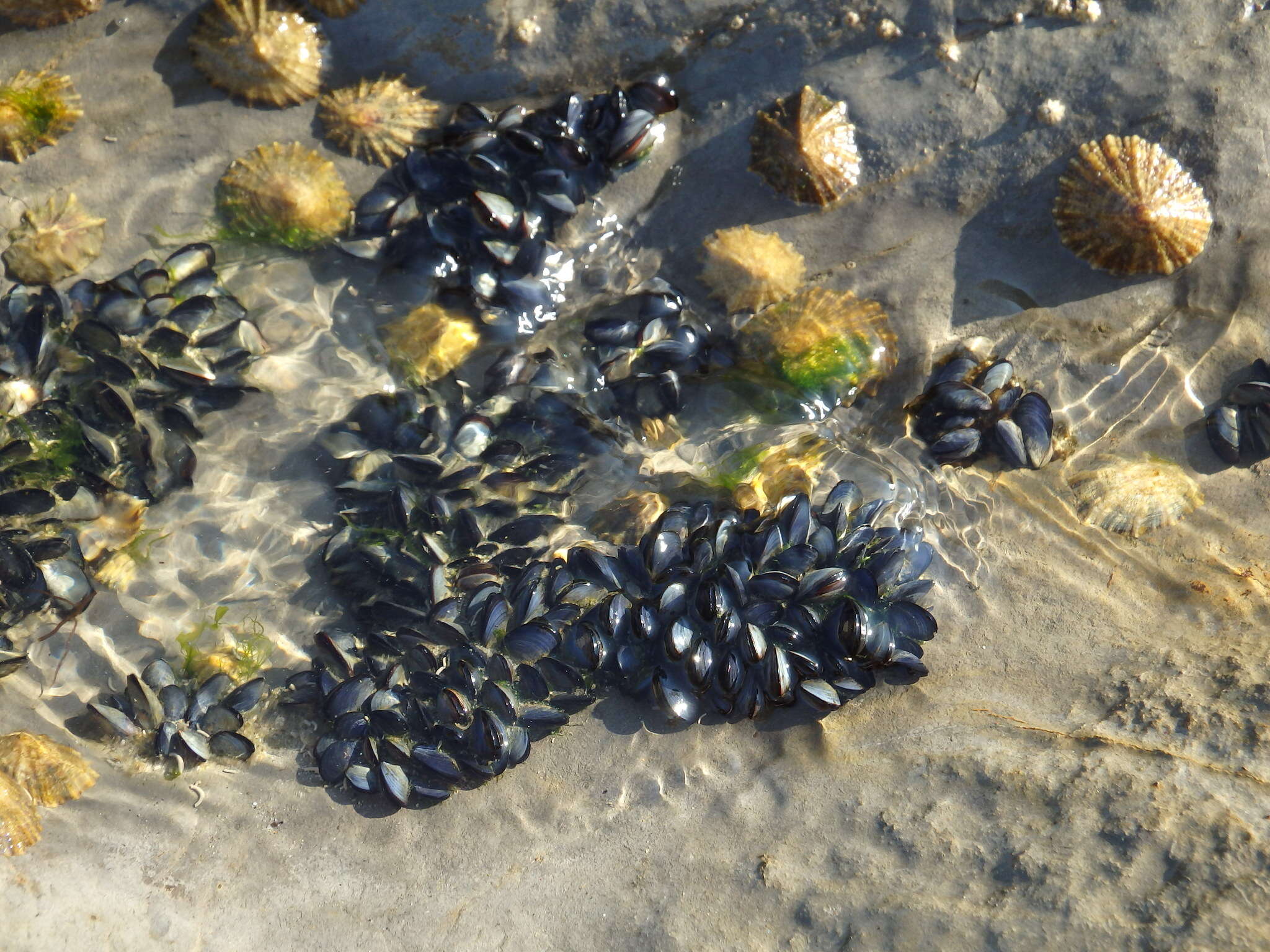 Image of Mediterranean mussel