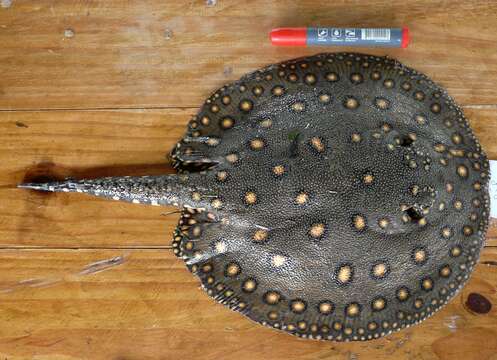 Image of Ocellate River Stingray