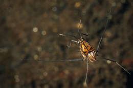 Image of Trepobates pictus (Herrich-Schaeffer 1847)