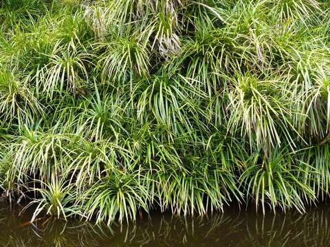 Freycinetia banksii A. Cunn. resmi