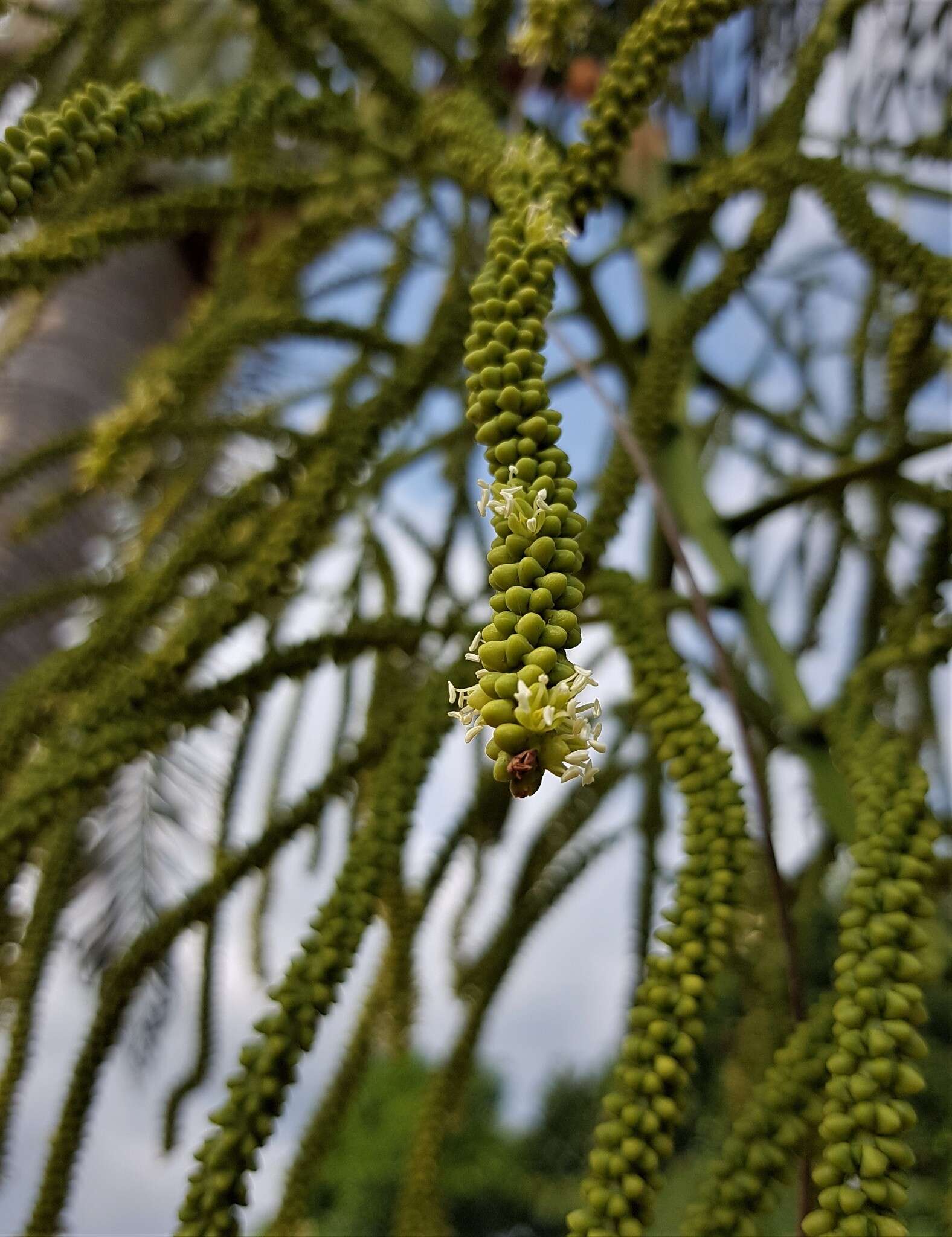 Image of Dypsis madagascariensis (Becc.) Beentje & J. Dransf.