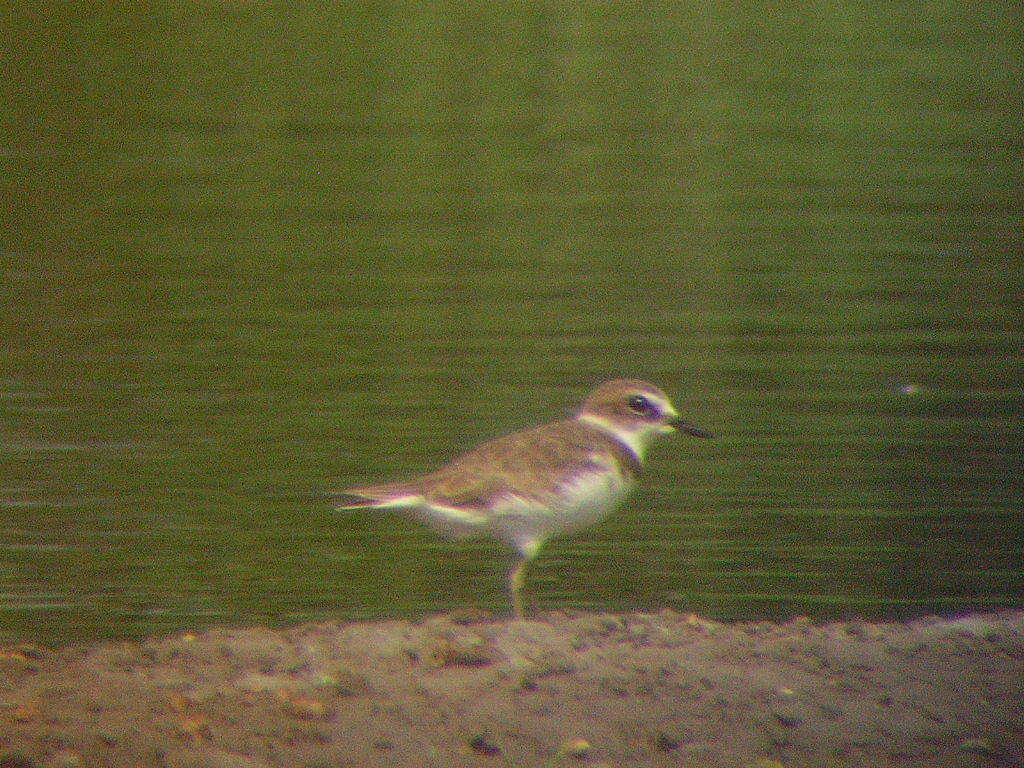 Слика од Charadrius javanicus Chasen 1938