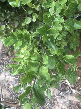 Image of Mystroxylon aethiopicum subsp. aethiopicum