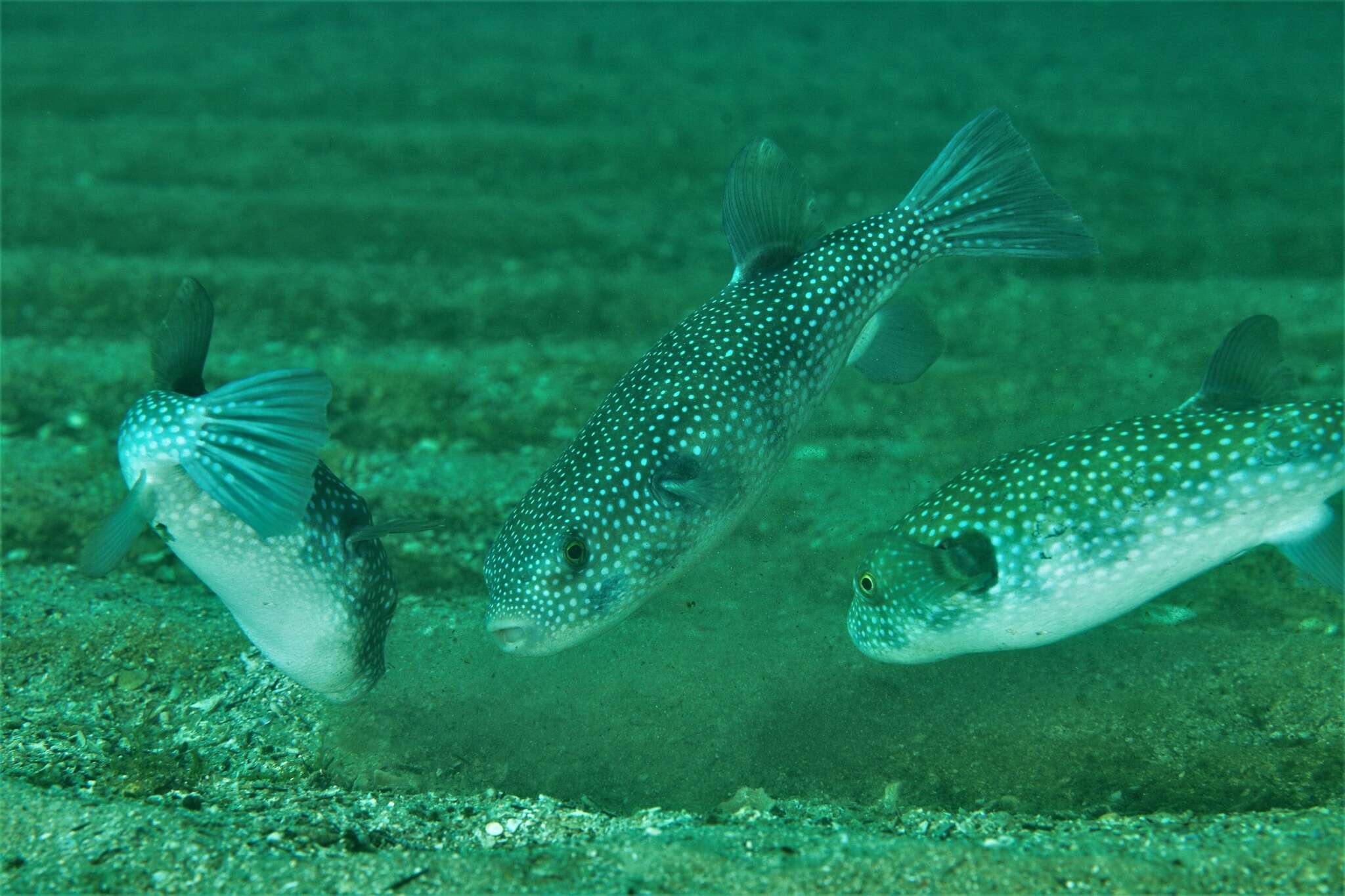 Image of Starry Toadfish