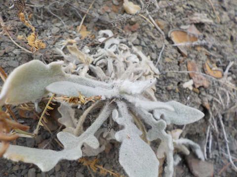 Image of Matthiola odoratissima (Pall. ex M. Bieb.) W. T. Aiton