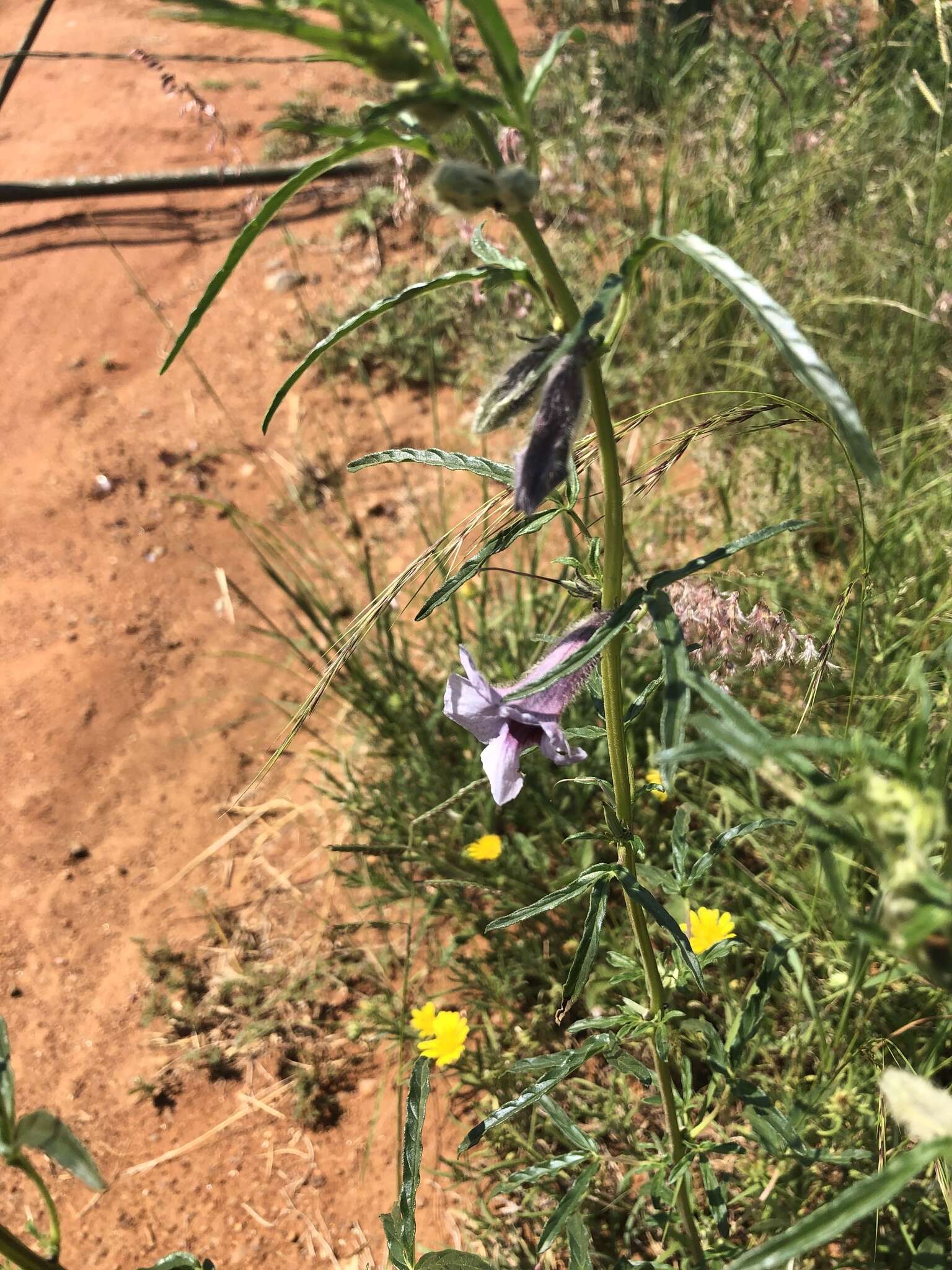 Image of Sesamum triphyllum var. triphyllum