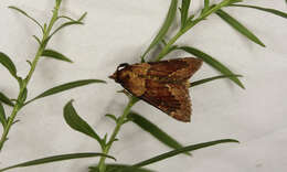 Image of Asimina webworm moth