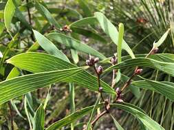 Imagem de Hakea benthamii I. M. Turner