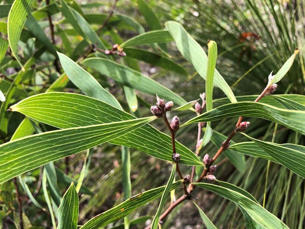 Image of Hakea benthamii I. M. Turner