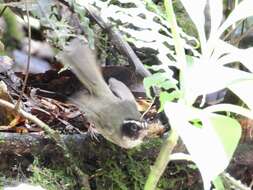 Image of Black-cheeked Warbler