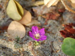 Image of Beach Peanut