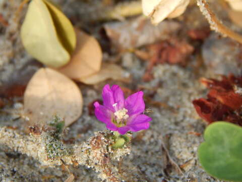 Image of Beach Peanut