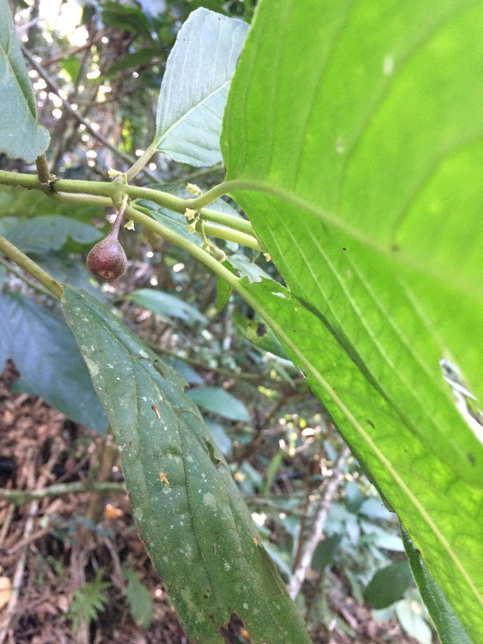 Image of Siparuna brasiliensis (Spreng.) A. DC.